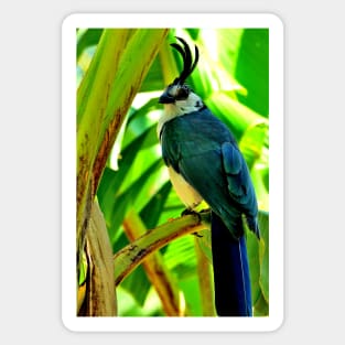 Nicaragua - Oiseau de l' ilsa de Ometepe Sticker